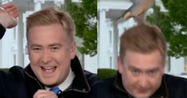 Fox News Reporter Attacked Outside White House… By a Bird!