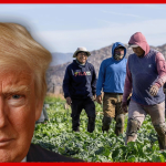 Trump Cancels Biden Rule Granting Union Rights To Foreign Farmworkers